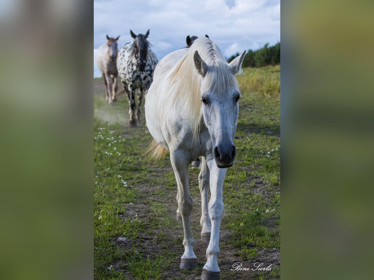 PRE Giumenta 22 Anni 155 cm Bianco in Fredensborg