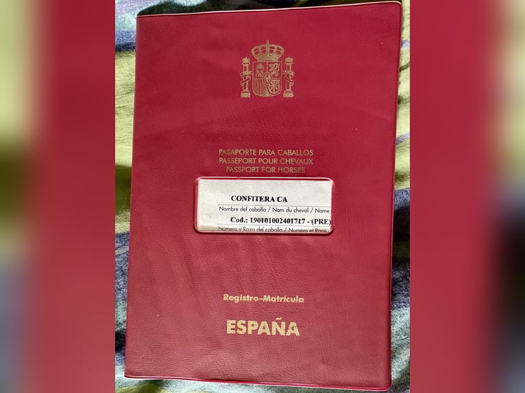 PRE Giumenta 22 Anni 155 cm Bianco in Fredensborg