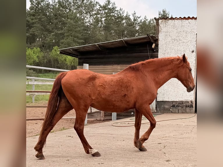 PRE Giumenta 24 Anni 164 cm Sauro in Wriezen