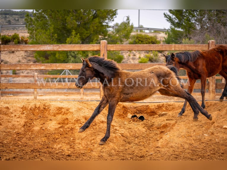 PRE Giumenta 2 Anni 130 cm Morello in Valencia