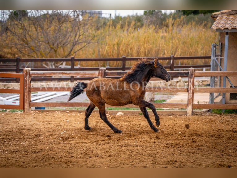 PRE Giumenta 2 Anni 130 cm Morello in Valencia