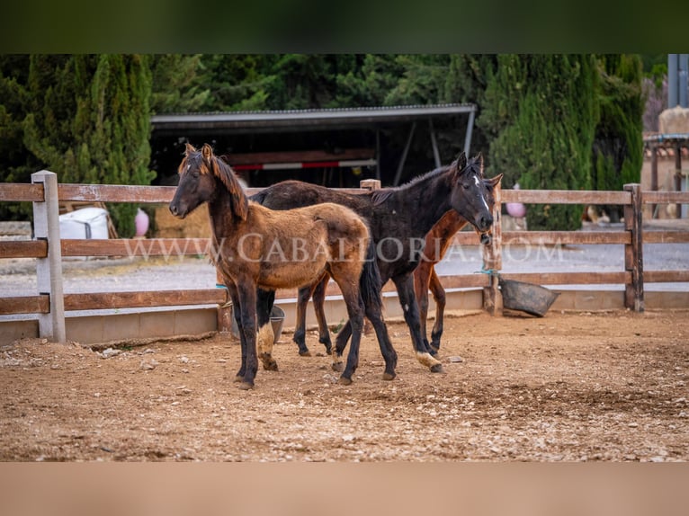 PRE Giumenta 2 Anni 130 cm Morello in Valencia