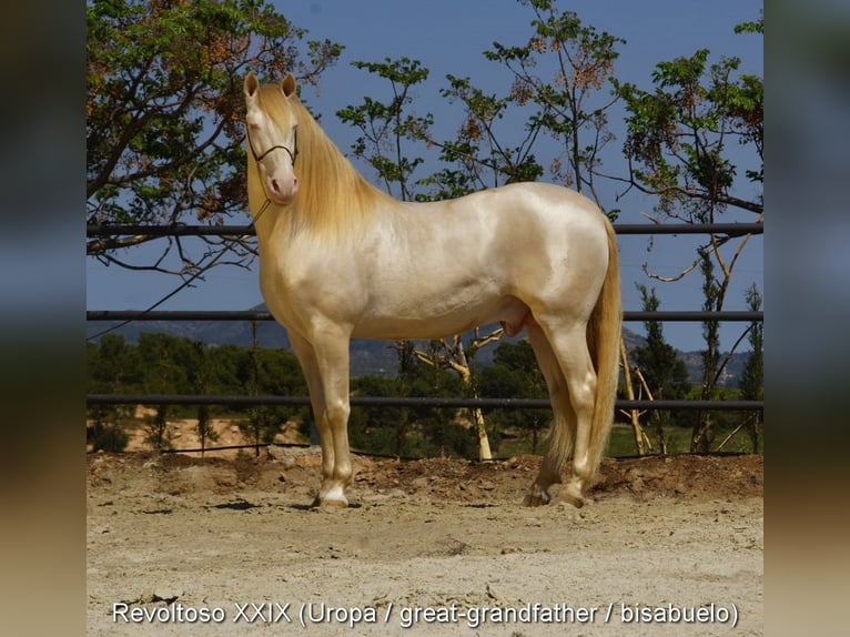 PRE Giumenta 2 Anni 135 cm Falbo in Provinz Cadiz