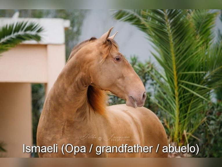 PRE Giumenta 2 Anni 135 cm Falbo in Provinz Cadiz