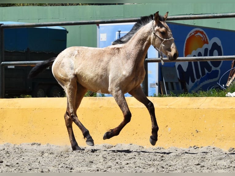 PRE Giumenta 2 Anni 135 cm Falbo in Provinz Cadiz