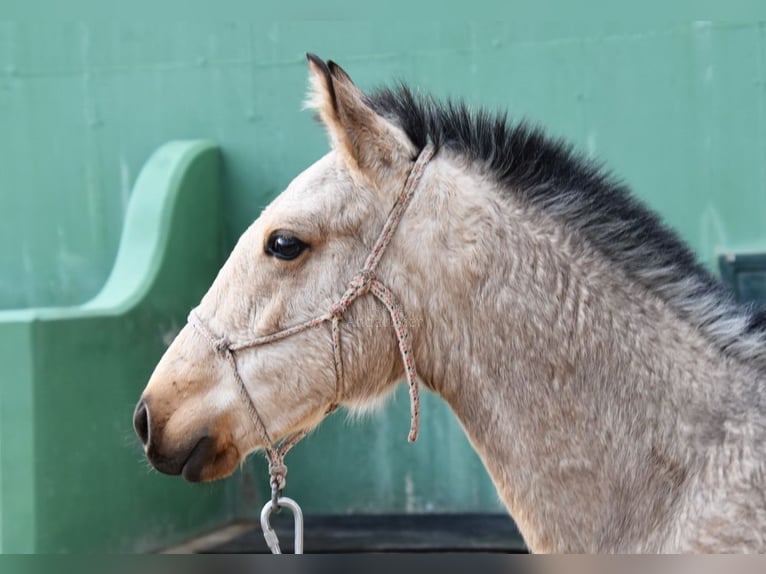 PRE Giumenta 2 Anni 135 cm Falbo in Provinz Cadiz