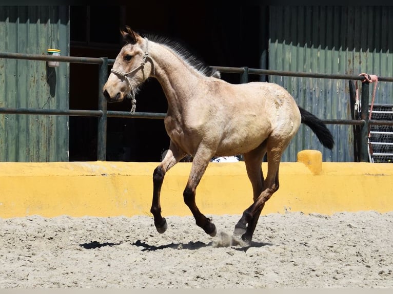 PRE Giumenta 2 Anni 135 cm Falbo in Provinz Cadiz