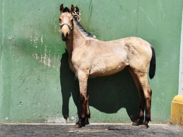 PRE Giumenta 2 Anni 135 cm Falbo in Provinz Cadiz