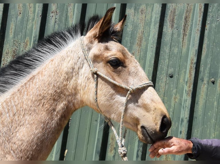 PRE Giumenta 2 Anni 135 cm Falbo in Provinz Cadiz