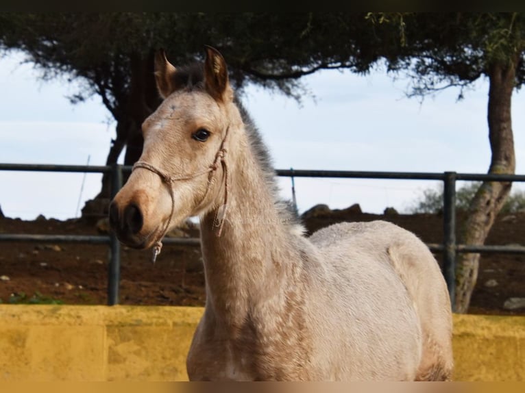 PRE Giumenta 2 Anni 135 cm Falbo in Provinz Cadiz