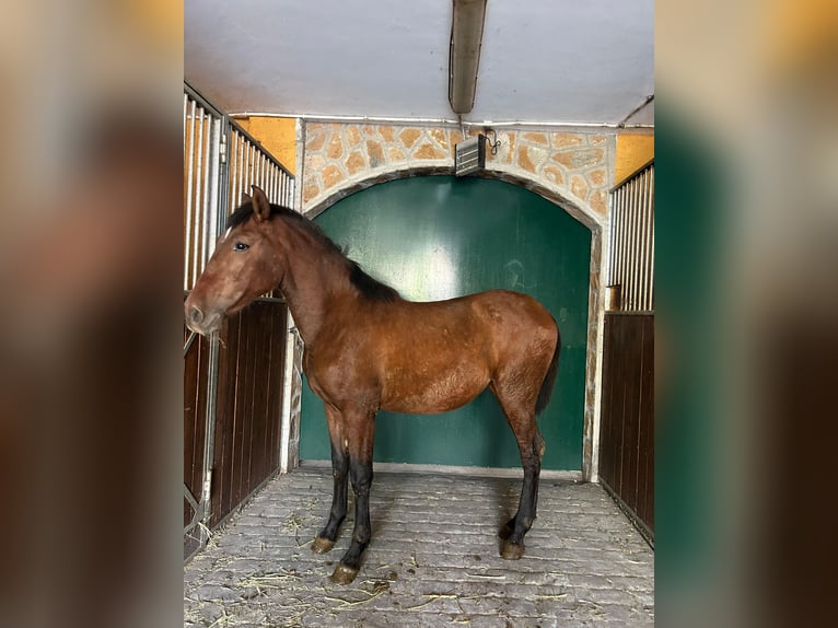 PRE Giumenta 2 Anni 145 cm Baio in El Ejido