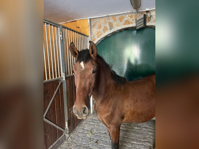 PRE Giumenta 2 Anni 145 cm Baio in El Ejido