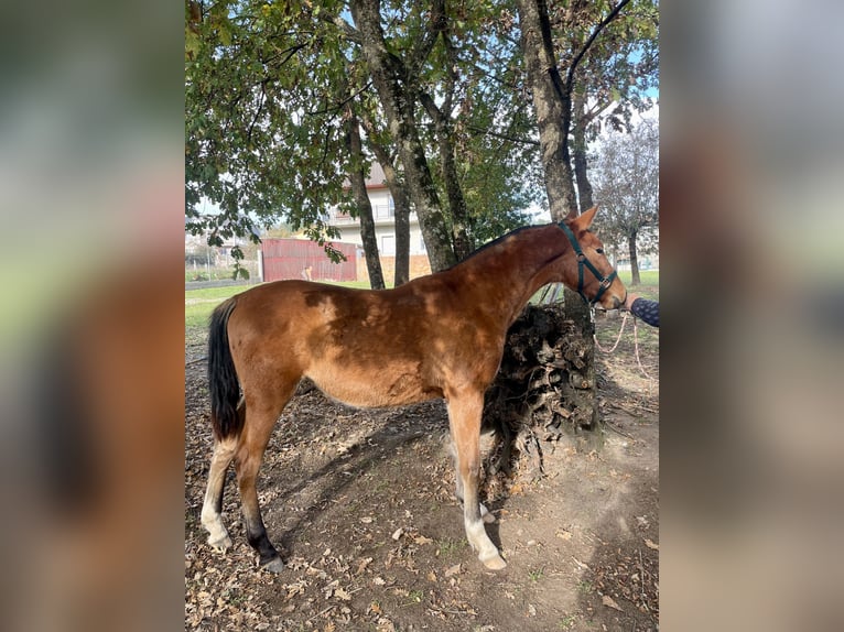 PRE Giumenta 2 Anni 146 cm Baio ciliegia in San Cibrao Das Viñas (Capital)