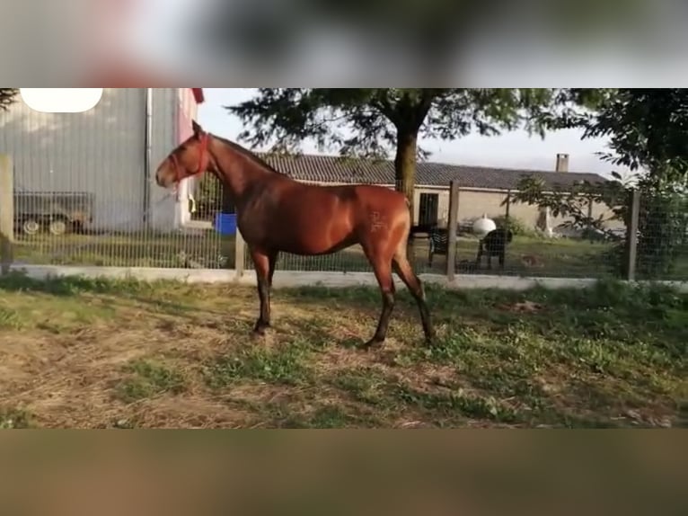 PRE Giumenta 2 Anni 146 cm Baio ciliegia in San Cibrao Das Viñas (Capital)