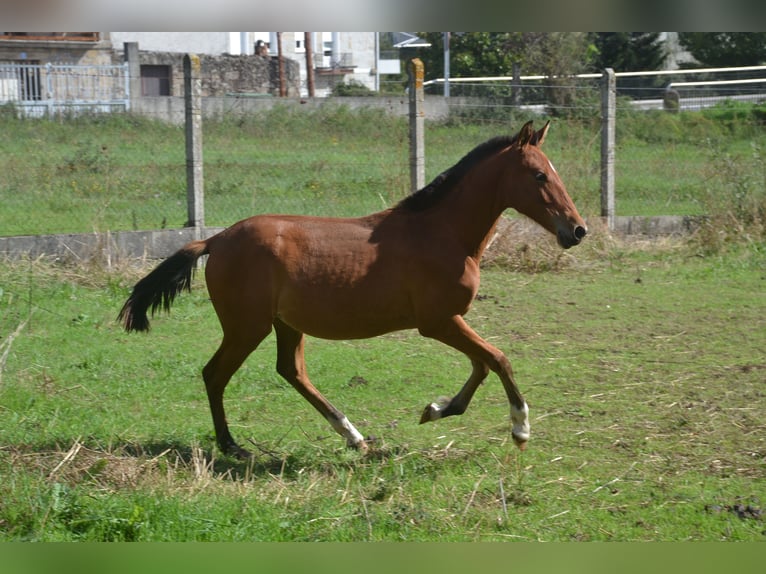 PRE Giumenta 2 Anni 146 cm Baio ciliegia in San Cibrao Das Viñas (Capital)