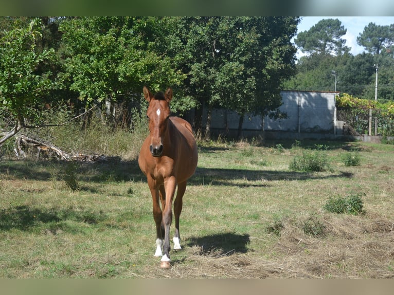 PRE Giumenta 2 Anni 146 cm Baio ciliegia in San Cibrao Das Viñas (Capital)