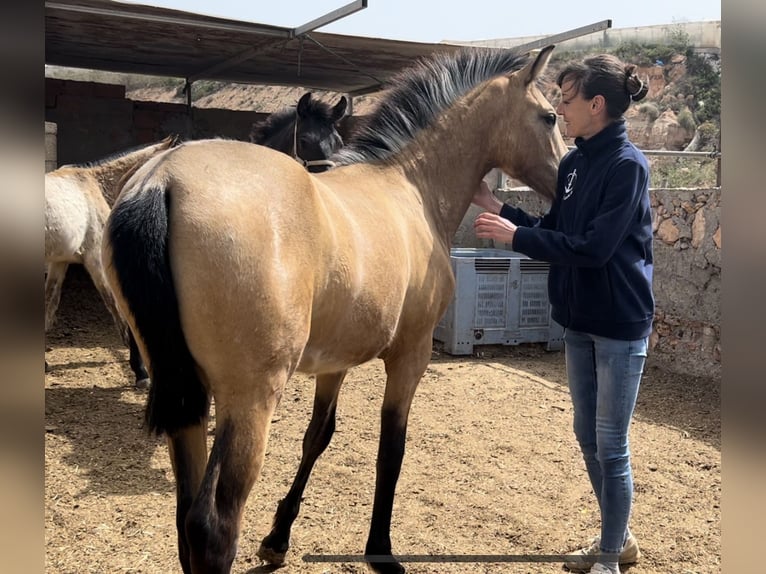 PRE Giumenta 2 Anni 147 cm in Baza