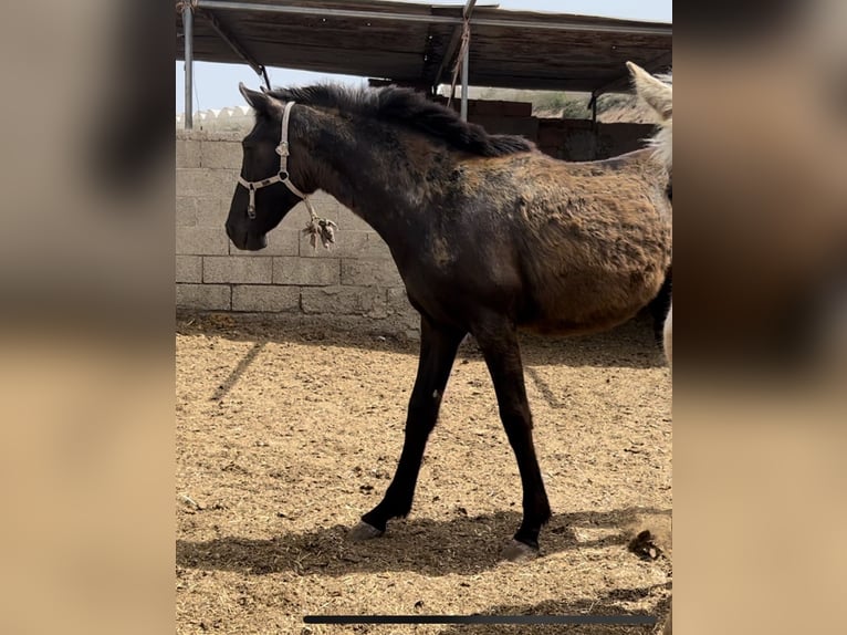 PRE Giumenta 2 Anni 147 cm in Baza