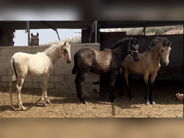 PRE Giumenta 2 Anni 147 cm in Baza