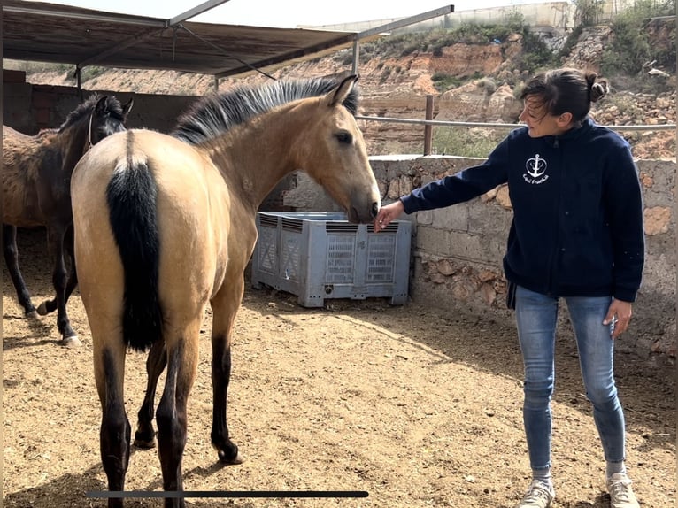 PRE Giumenta 2 Anni 147 cm in Baza