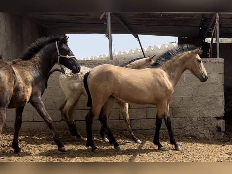 PRE Giumenta 2 Anni 147 cm in Baza