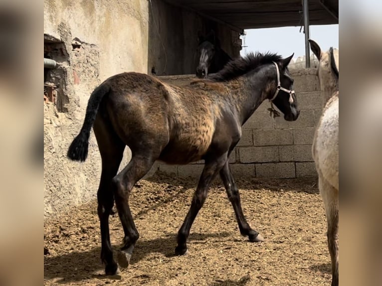 PRE Giumenta 2 Anni 147 cm in Baza