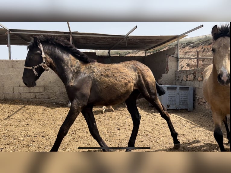 PRE Giumenta 2 Anni 147 cm in Baza