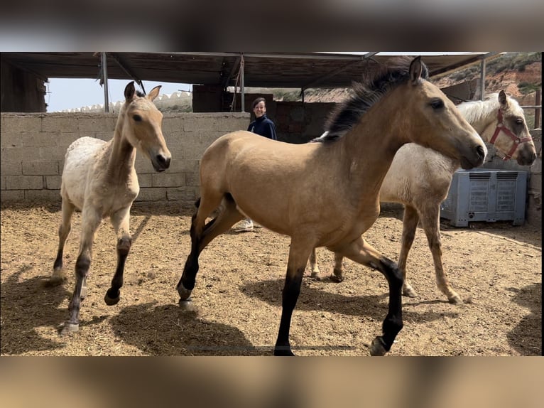 PRE Giumenta 2 Anni 147 cm in Baza