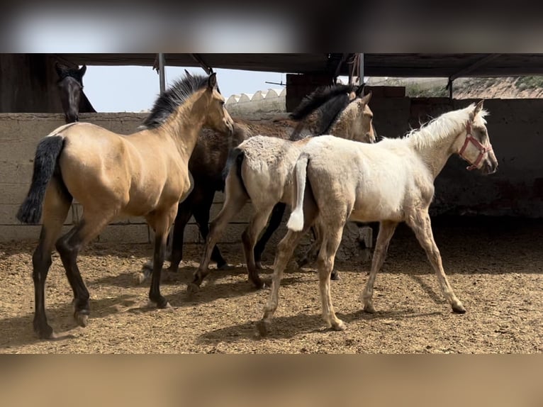 PRE Giumenta 2 Anni 147 cm in Baza