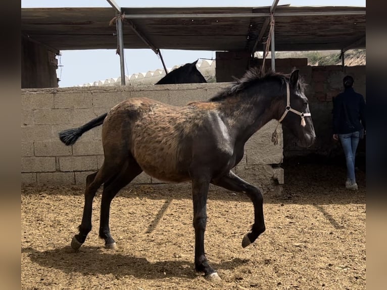 PRE Giumenta 2 Anni 147 cm in Baza