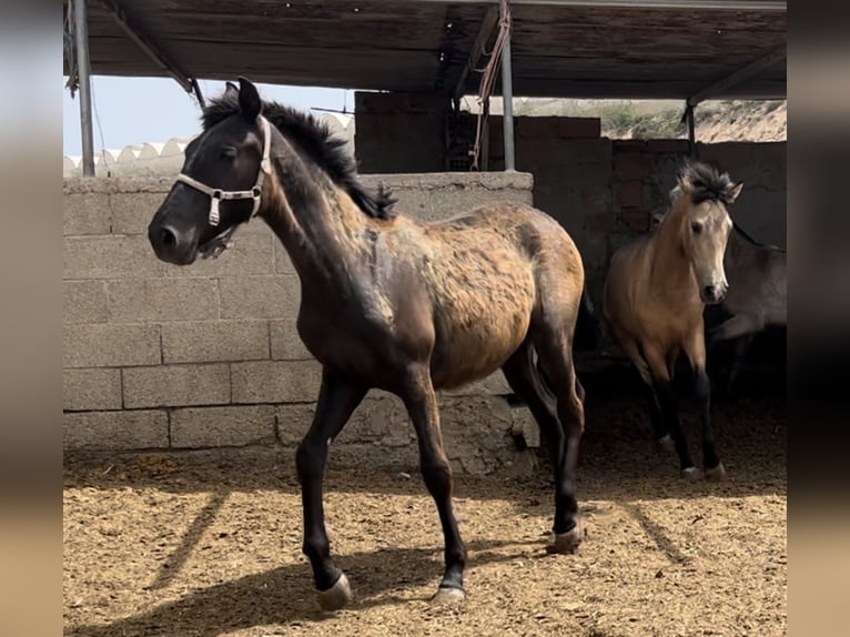 PRE Giumenta 2 Anni 147 cm in Baza