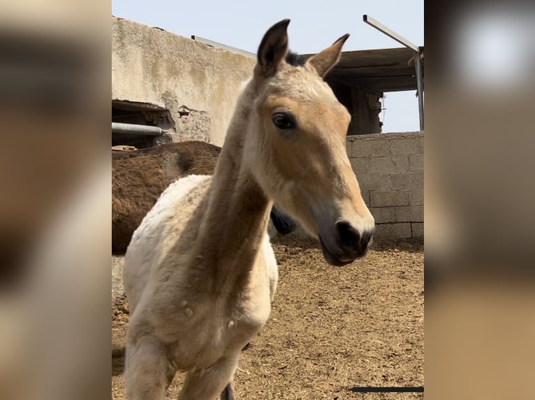 PRE Giumenta 2 Anni 147 cm in Baza