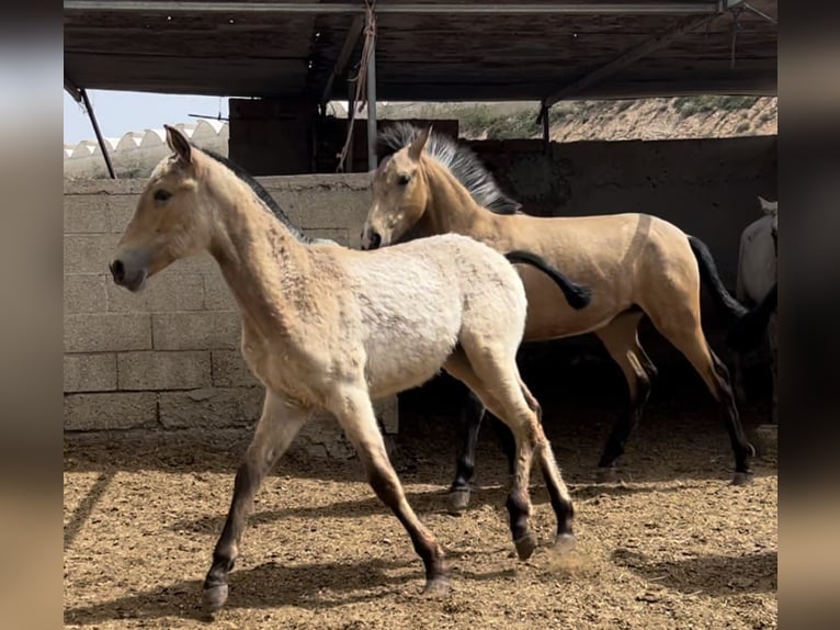 PRE Giumenta 2 Anni 147 cm in Baza