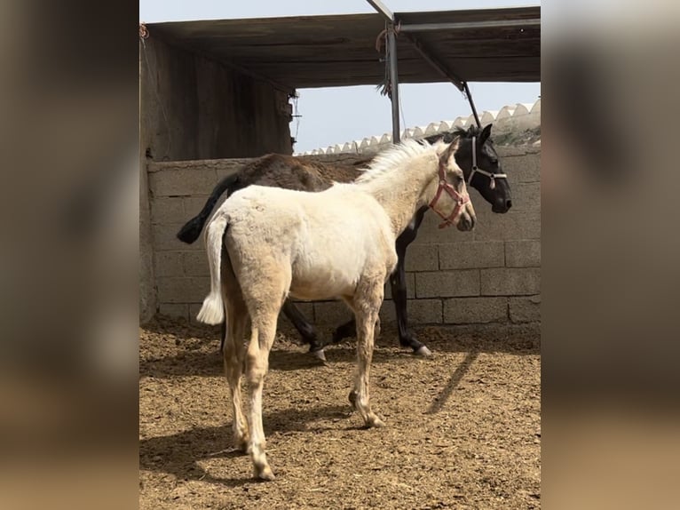 PRE Giumenta 2 Anni 147 cm in Baza