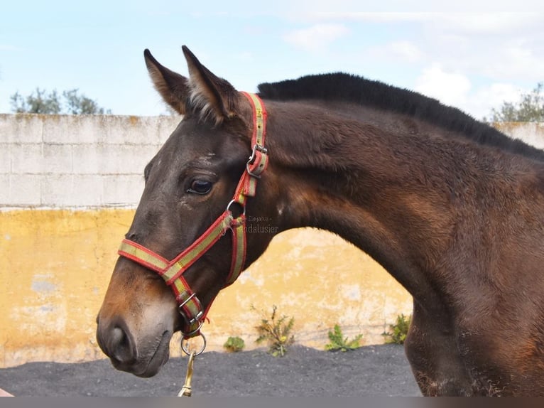 PRE Giumenta 2 Anni 147 cm Falbo in Provinz Granada