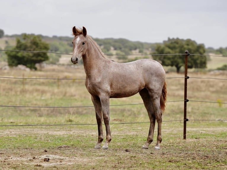 PRE Mix Giumenta 2 Anni 147 cm Grigio in Colmenar Viejo