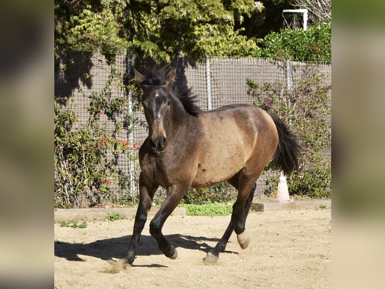 PRE Mix Giumenta 2 Anni 150 cm Grigio in Tarifa