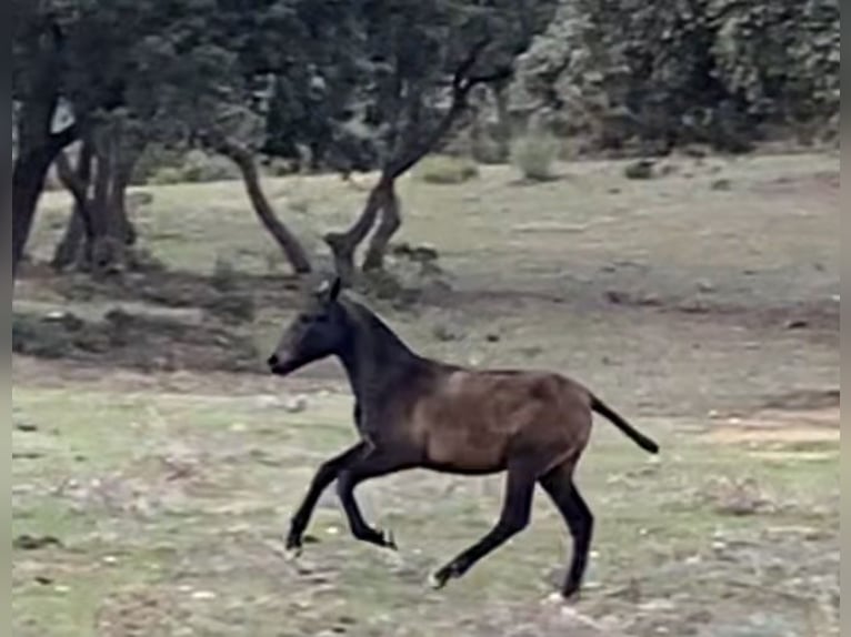 PRE Mix Giumenta 2 Anni 150 cm Grigio in Tarifa