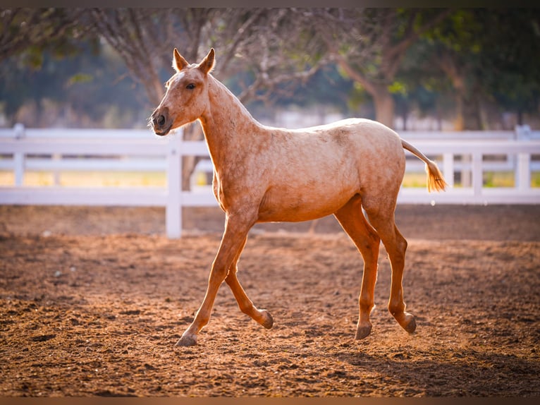 PRE Mix Giumenta 2 Anni 150 cm Palomino in Valencia