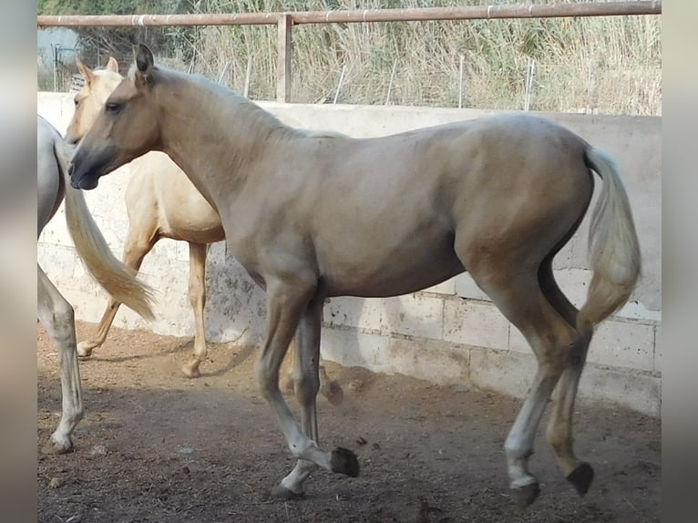 PRE Giumenta 2 Anni 150 cm Palomino in Rafelguaraf