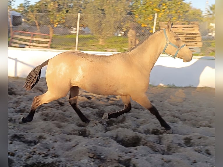 PRE Giumenta 2 Anni 151 cm Falbo in Malaga