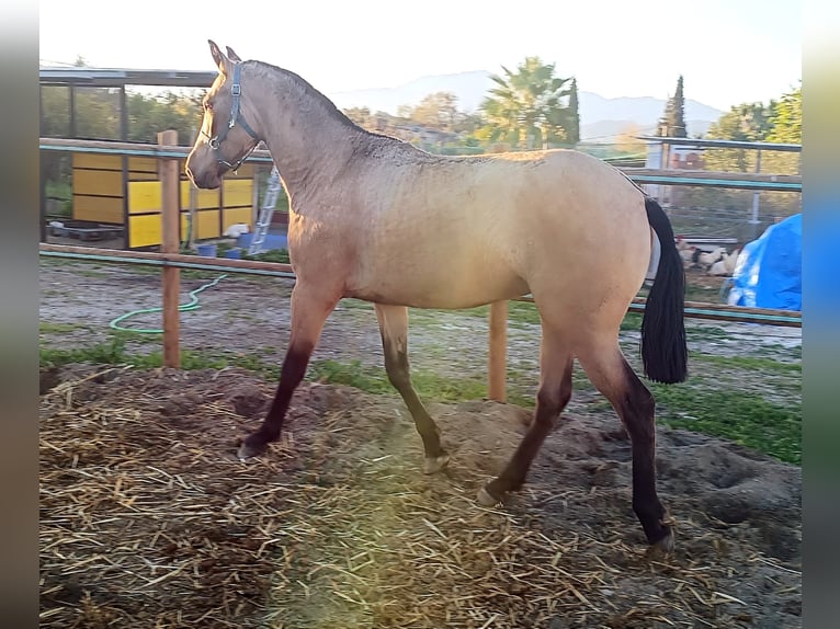 PRE Giumenta 2 Anni 151 cm Falbo in Malaga