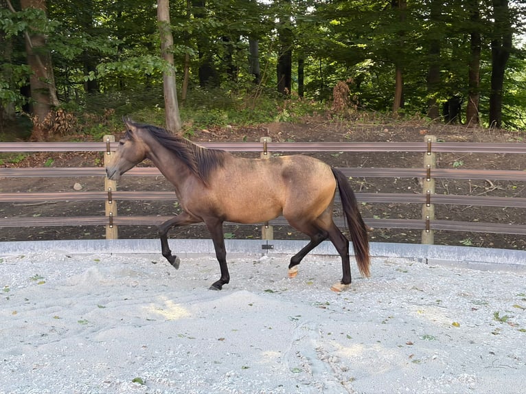 PRE Giumenta 2 Anni 152 cm Falbo in Bednarki