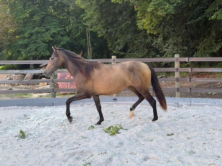 PRE Giumenta 2 Anni 152 cm Falbo in Bednarki