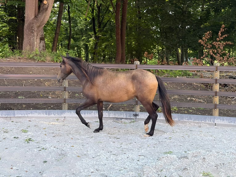 PRE Giumenta 2 Anni 152 cm Falbo in Bednarki