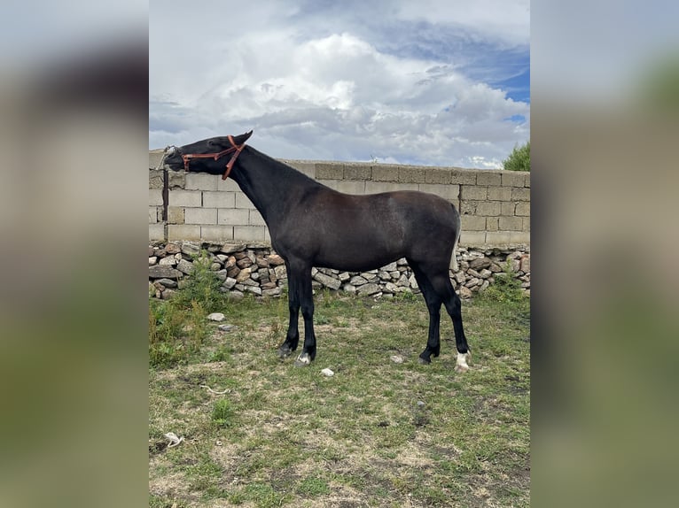 PRE Mix Giumenta 2 Anni 152 cm Grigio pezzato in El Barco De Avila