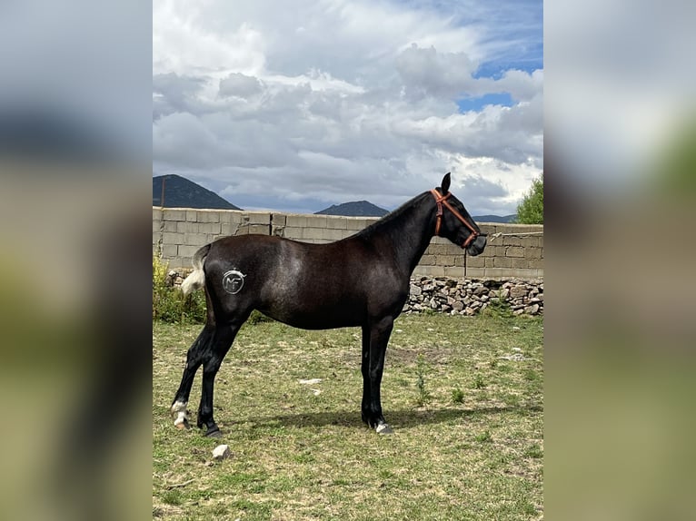 PRE Mix Giumenta 2 Anni 152 cm Grigio pezzato in El Barco De Avila