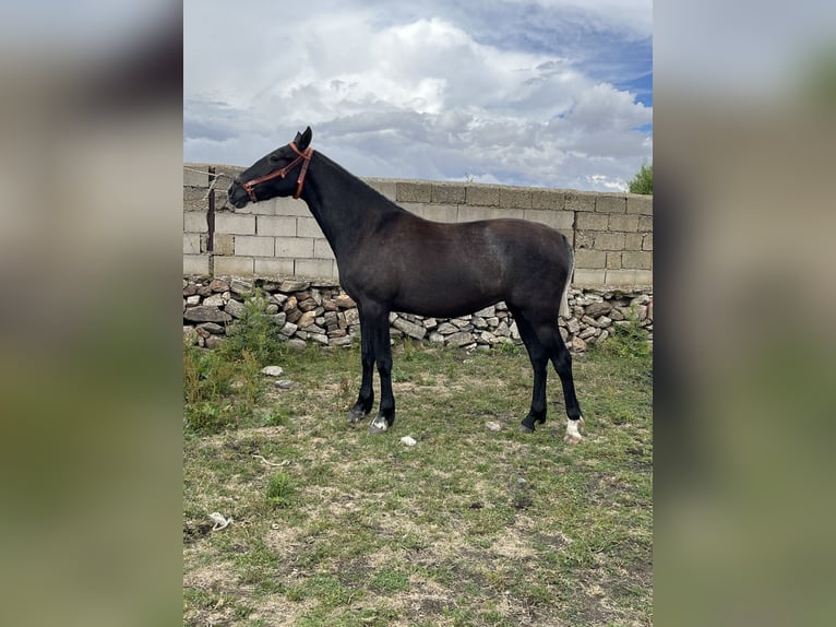 PRE Mix Giumenta 2 Anni 152 cm Grigio pezzato in El Barco De Avila