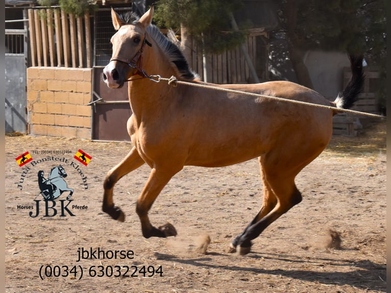 PRE Giumenta 2 Anni 154 cm Falbo in Tabernas Almeria