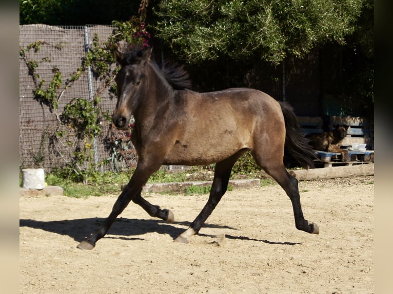 PRE Giumenta 2 Anni 154 cm Grigio in Tarifa